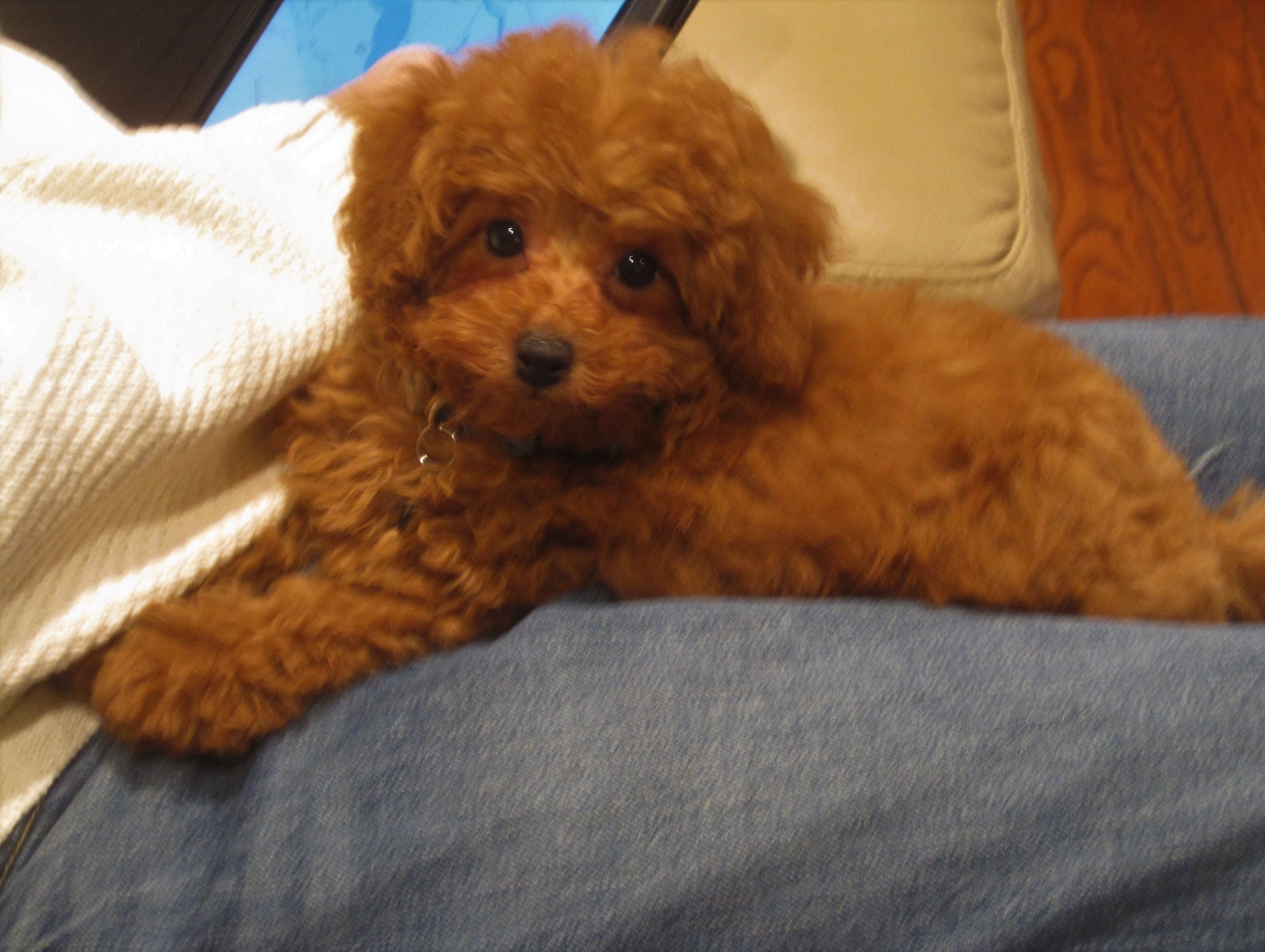 Toy Poddle for sale Pets Rehoming, Ajman