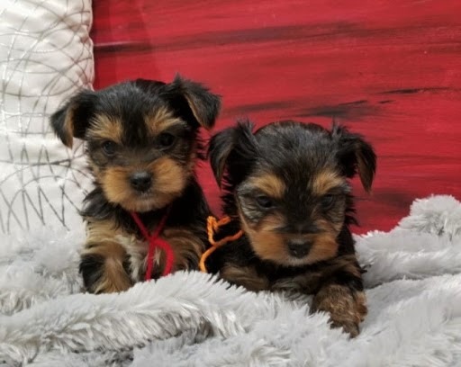 Gorgeous Yorkie terrier puppies for sale - Pets Rehoming, Abu Dhabi City