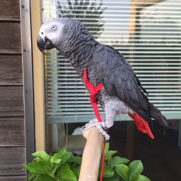 rehoming parrots uk