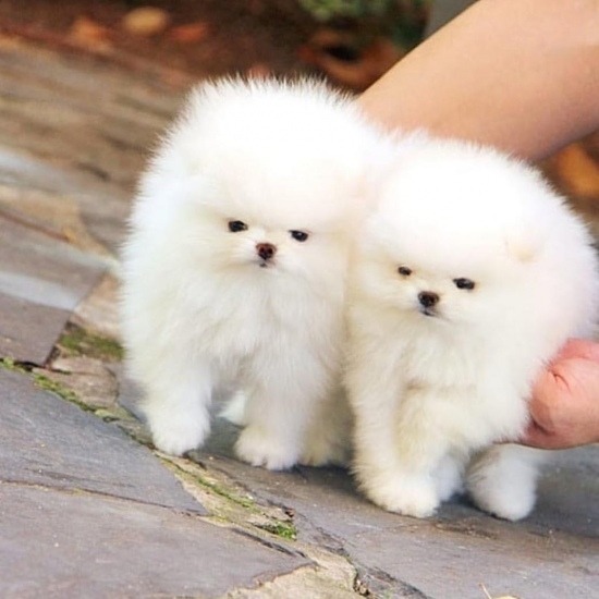 Pomeranian puppies for adoption - Pets Rehoming, Ajman