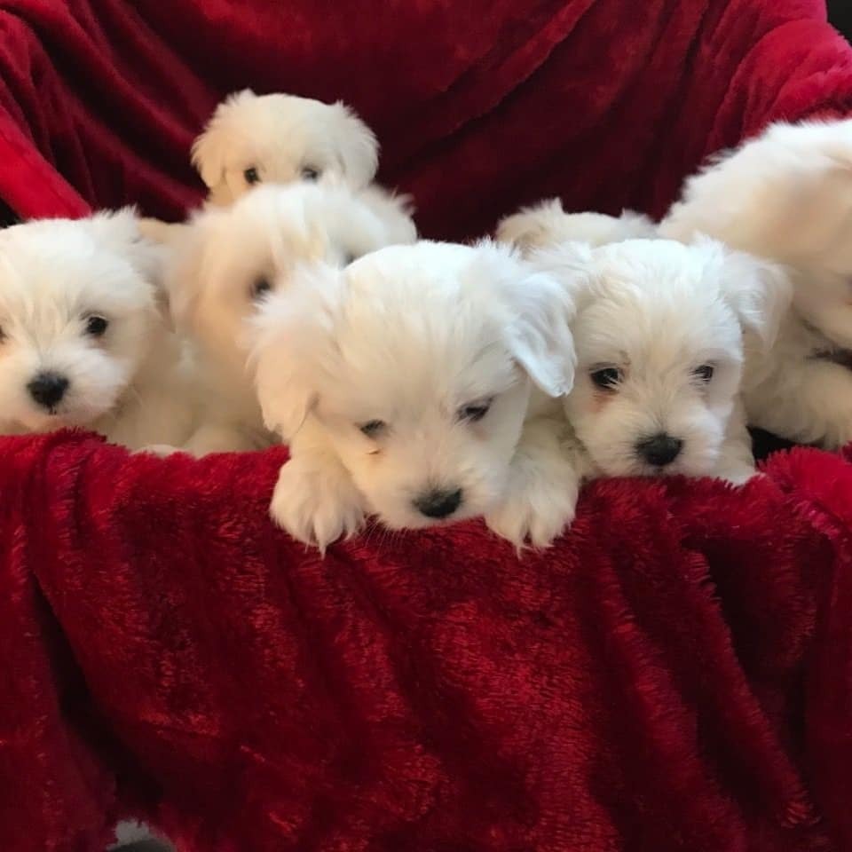 Cute AKC registered Maltese puppies for rehoming WhatsApp(+971552132547 ...