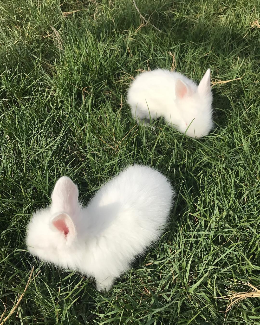 Cute AKC registered Rabbits for rehoming WhatsApp(+971552132547) Pets