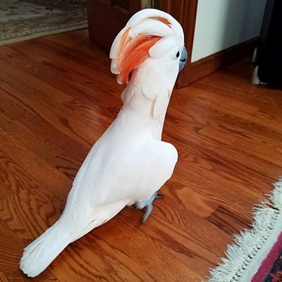 rehoming parrots uk rehoming parrots uk