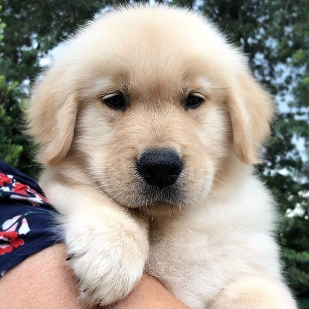 Cute Golden Retriever Puppy Pet Supplies Dubai City
