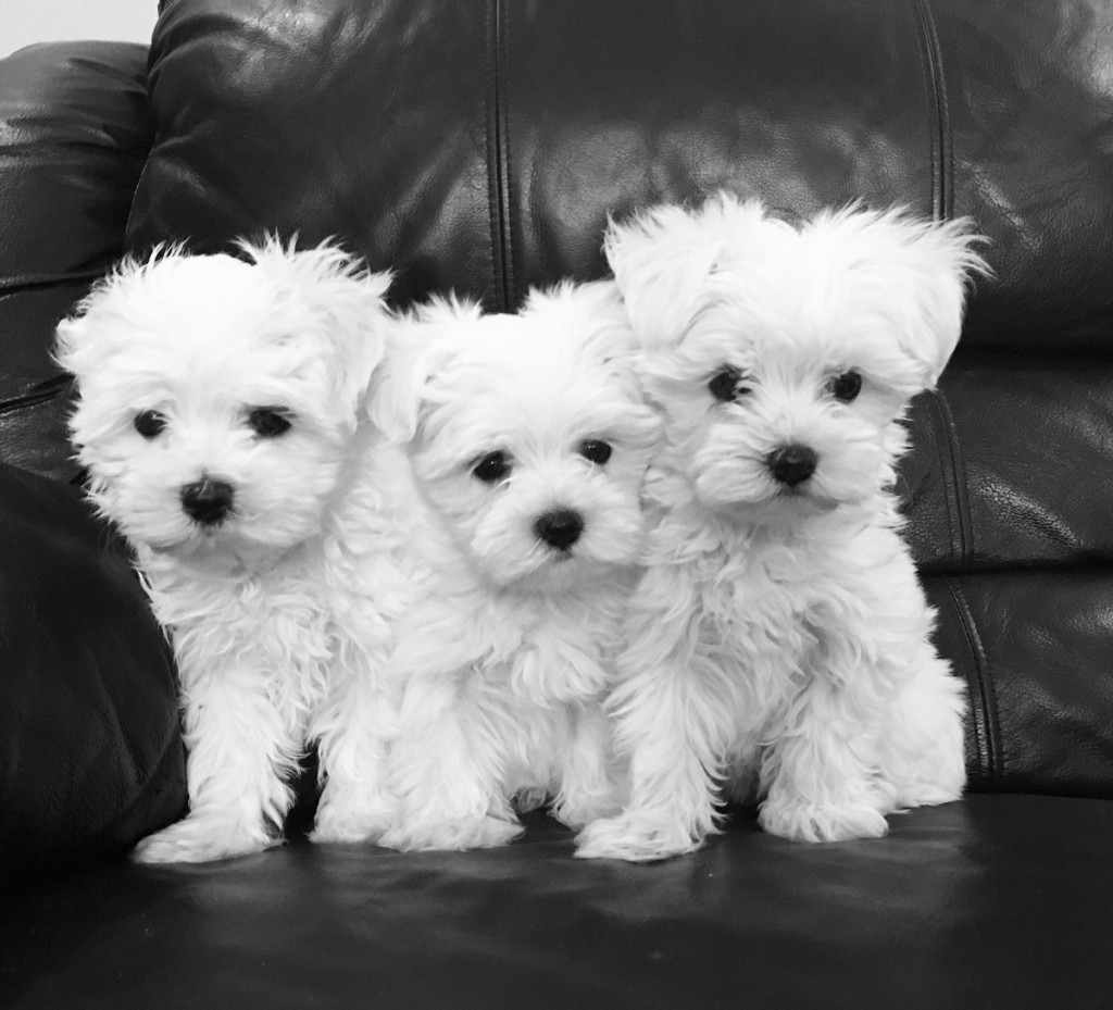 Maltese Puppies for Rehoming - Pets Rehoming, Abu Dhabi City