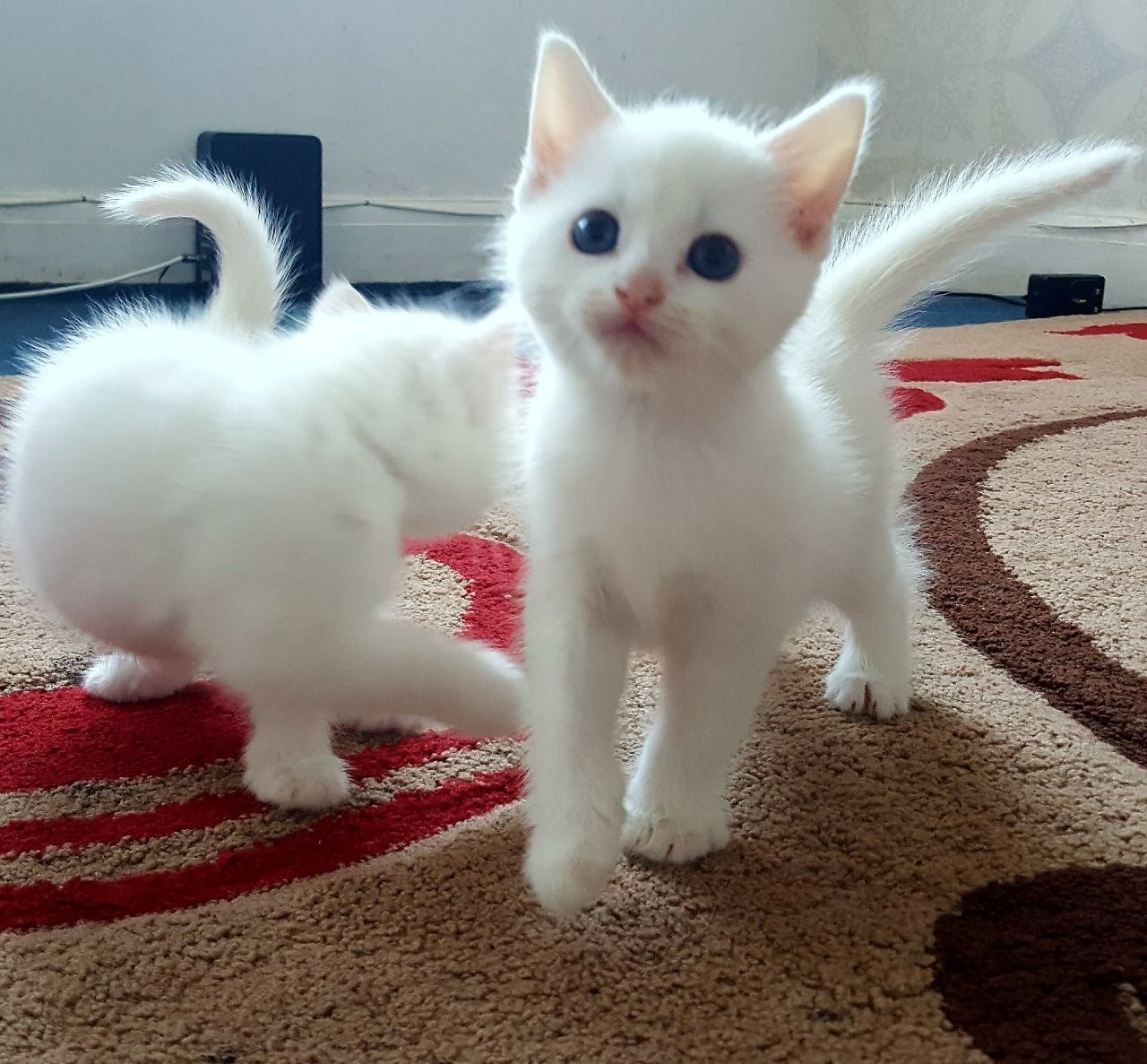 Precious Turkish Angora Kittens For Sale Pets Rehoming Dubai City Precious Turkish Angora Kittens For Sale Pets Rehoming Dubai City