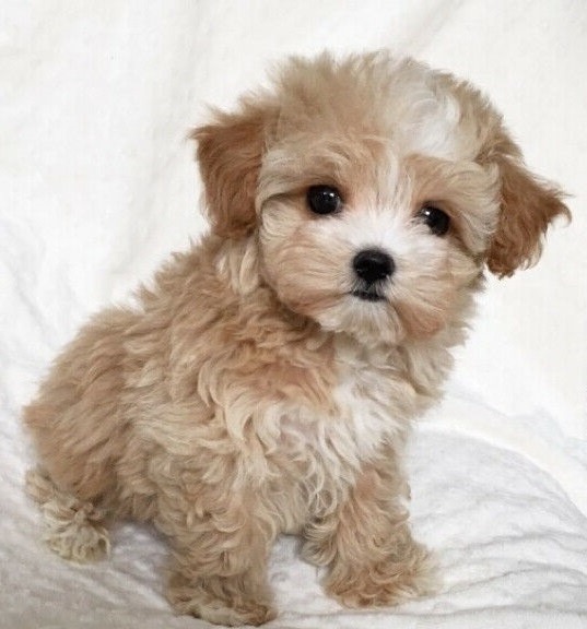 Friendly and playful Maltipoo puppies. - Pets Rehoming, Ajman