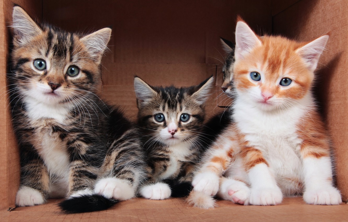 3 котенка