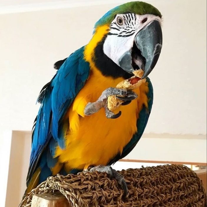 parrots for adoption